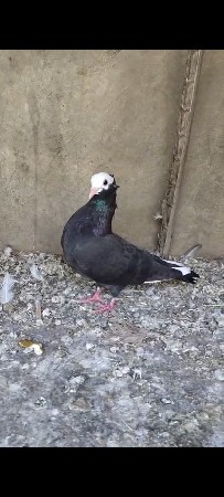 કબૂતર વેચવાના છે