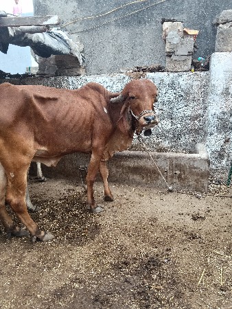 थंबनेल 2