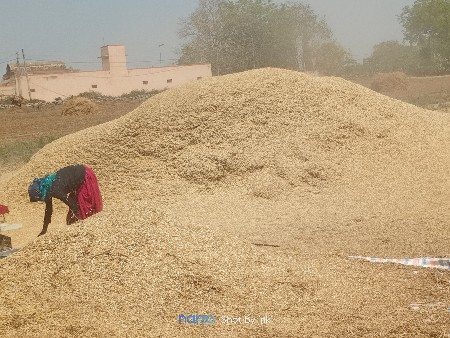 ચણા નું ખારિયું