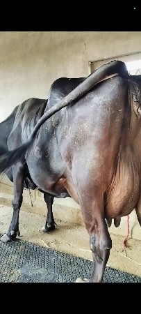 ગીર ક્રોસ ગાય વેસવાની સે