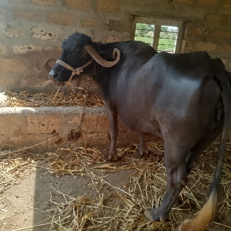 4 વેટર 20 દિવશ નિ કાસી