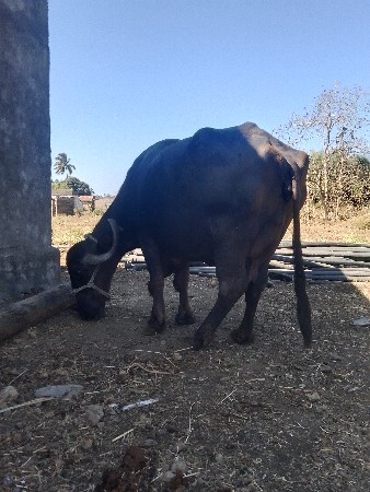 थंबनेल 2