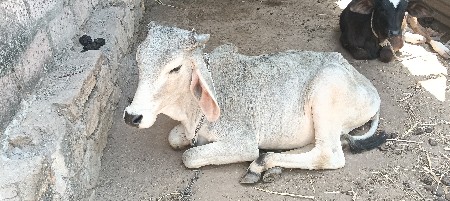 થંબનેલ 2