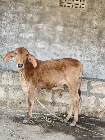 થંબનેલ 2