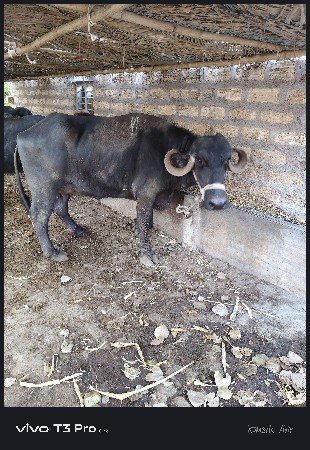 ભેંસ વેચવાની છે