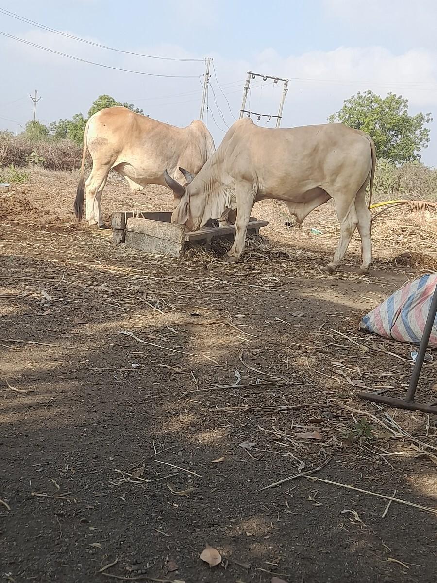 થંબનેલ 2