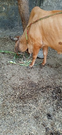 ગાય વેચવાની છે