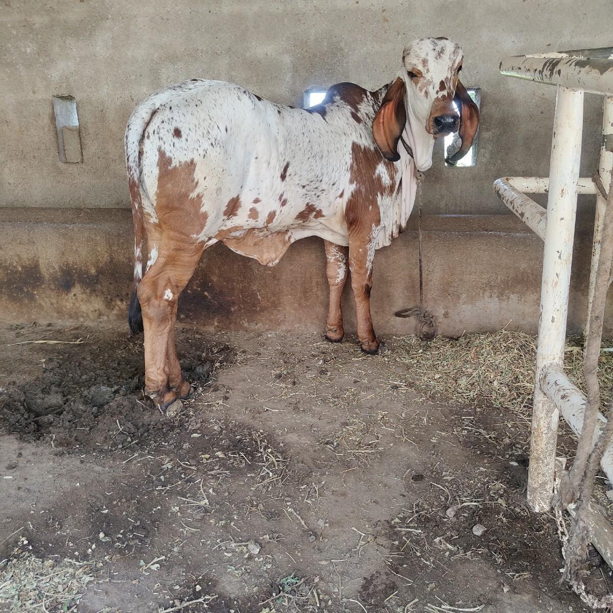 ઓરિજના ગીર વછડી વેચવાણી સે .