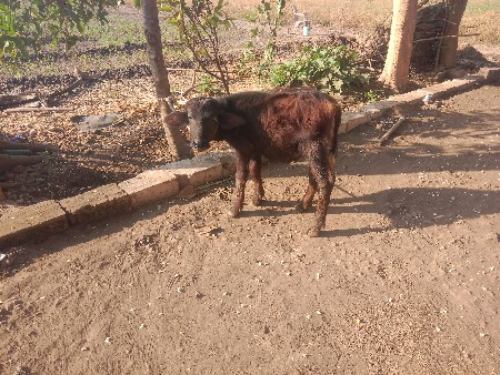 થંબનેલ 3