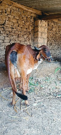 ગાય વેચવાની છે