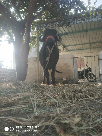 થંબનેલ 3