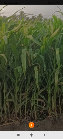 લીલી.મકાઈ.વેશવાની.છે....ચંદવાણા