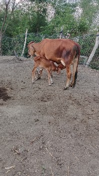 थंबनेल 2