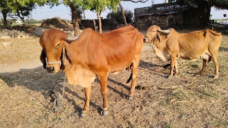 ગીર ગાય વેચવાની છે