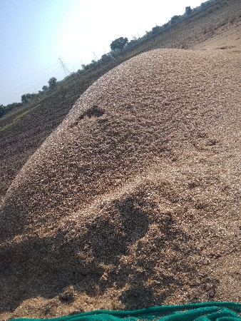 ચાણા નું  40 વિખાનુ છે