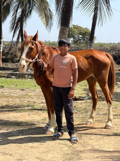 સાધી ઘોડી