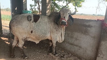 કરણ ગાય વેચવાની ની છે