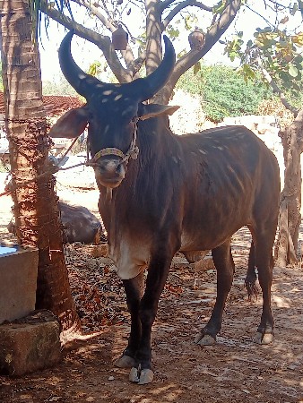 ગોઢલો વેચવા નો સે પેલી ધરનો