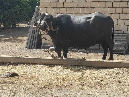 જાફરાબાદી ભેંસ
