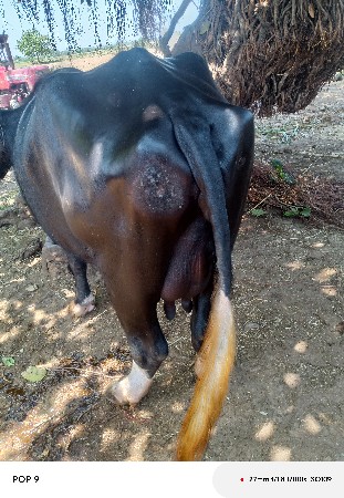 ભેંસ વેચવાની છે