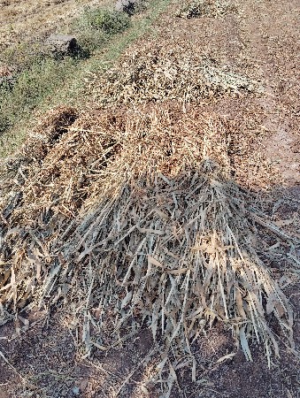 બાજરા ના પૂળા એકદમ લીલવણી સારો