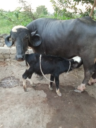 આ ટોપલી.ખડેલી. વેચવાની છે