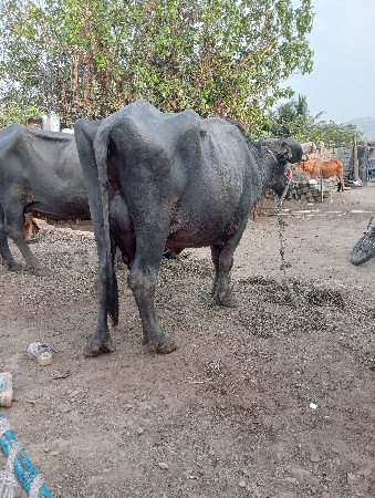 થંબનેલ 3