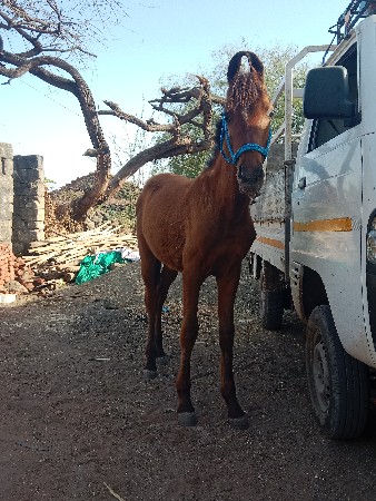 थंबनेल 3