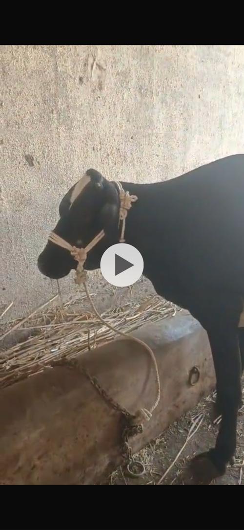 થંબનેલ 3