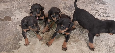 ગલૂડિયાં વેશવા ના છે