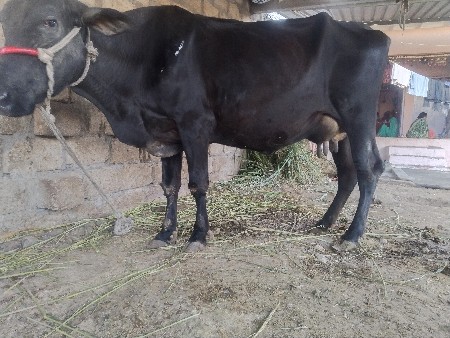 પાંચ મીટર દૂધ