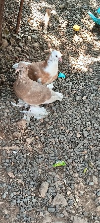 કબૂતર પઠા વેચવાના છે