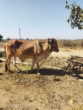 થંબનેલ 2