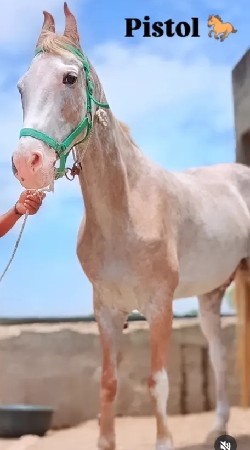 આ ઘોડી કોઈ પાસે હોય તો પાછી લેવાની