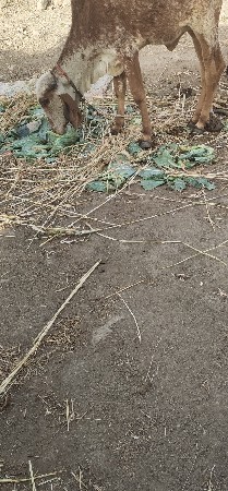 વાસળી વેચવાની છે