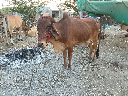 थंबनेल 3