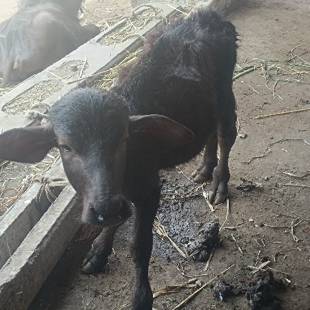 ભેંશ વેચવાની છે.