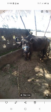 थंबनेल 3