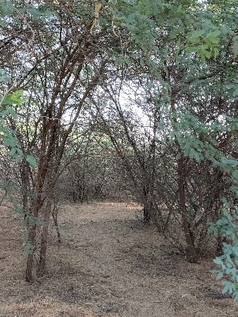 બાવડ કઢવા માતે