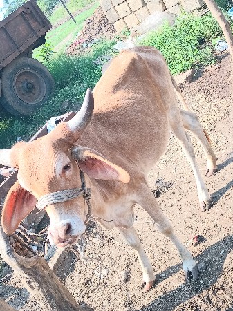 સોન કપિલા   હોડકી કિંમત ૫૫ હજાર