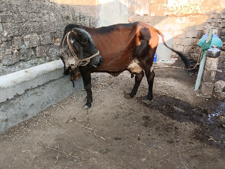 ગીર કોસ ગાય વેસવા ની છે