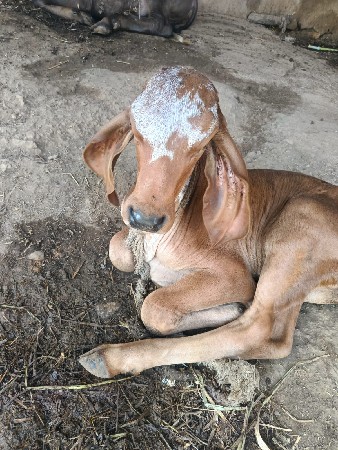 थंबनेल 3