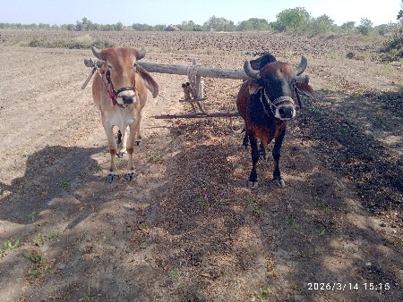 ગોઢલા વેચવા