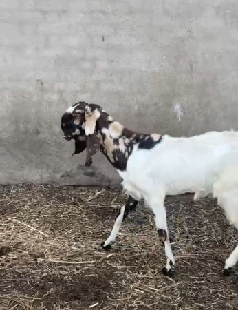 થંબનેલ 2