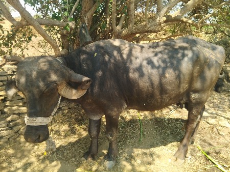 थंबनेल 2