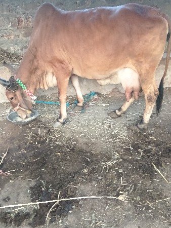 थंबनेल 3