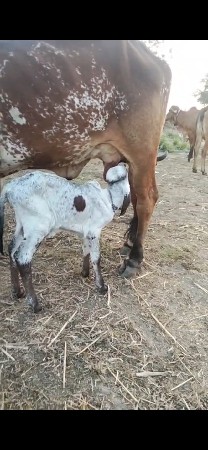 વેચવાનું છે