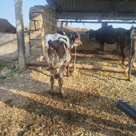 થંબનેલ 3