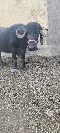 ભેંસ વેચવાની છે