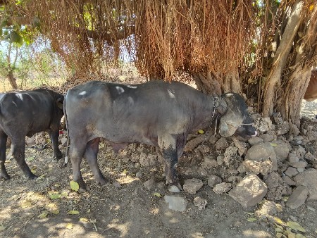 थंबनेल 2